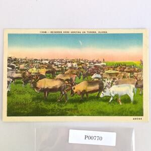Reindeer Herd Grazing on Tundra Alaska 1930s Linen Postcard AK PC Unposted